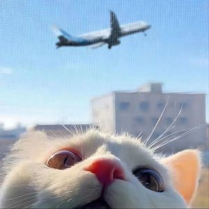 抖阴app入口免费
